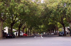 Tree line street in Auckland!